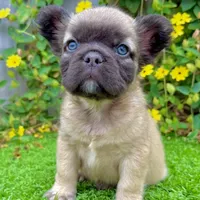 Bowie (Fluffy Frenchie), a male French Bulldog for sale in San Diego, CA – Photo 3 of 4