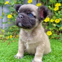 Bowie (Fluffy Frenchie), a male French Bulldog for sale in San Diego, CA – Photo 4 of 4