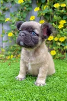 Bowie (Fluffy Frenchie), a male French Bulldog for sale in San Diego, CA – Photo 4 of 4