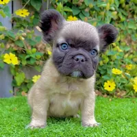 Bowie (Fluffy Frenchie), a male French Bulldog for sale in San Diego, CA – Photo 2 of 4