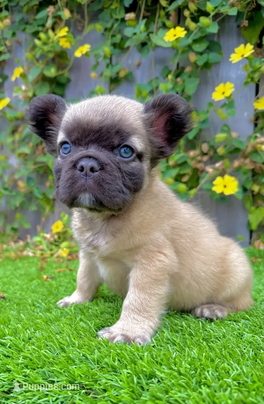 Bowie (Fluffy Frenchie)