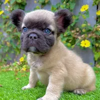 Bowie (Fluffy Frenchie), a male French Bulldog for sale in San Diego, CA – Photo 1 of 4