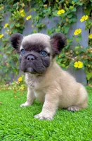 Bowie (Fluffy Frenchie), a male French Bulldog for sale in San Diego, CA – Photo 1 of 4