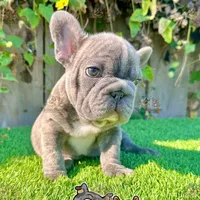 Tank (Big Rope Frenchie), a male French Bulldog for sale in San Diego, CA – Photo 2 of 4