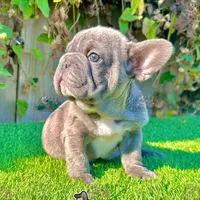 Tank (Big Rope Frenchie), a male French Bulldog for sale in San Diego, CA – Photo 4 of 4