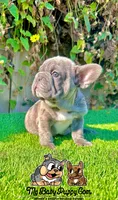 Tank (Big Rope Frenchie), a male French Bulldog for sale in San Diego, CA – Photo 4 of 4