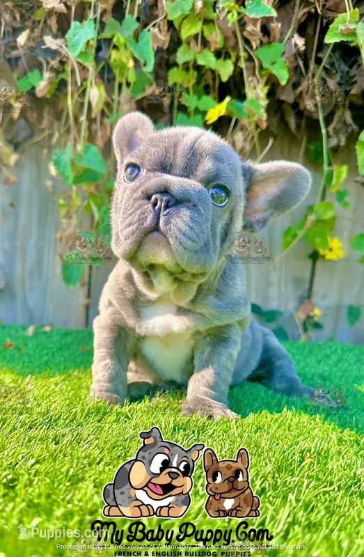 Tank (Big Rope Frenchie)