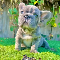 Tank (Big Rope Frenchie), a male French Bulldog for sale in San Diego, CA – Photo 1 of 4