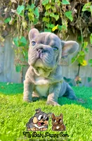 Tank (Big Rope Frenchie), a male French Bulldog for sale in San Diego, CA – Photo 1 of 4