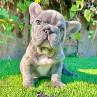 Tank (Big Rope Frenchie), a male French Bulldog for sale in San Diego, CA – Photo 3 of 4