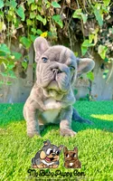 Tank (Big Rope Frenchie), a male French Bulldog for sale in San Diego, CA – Photo 3 of 4
