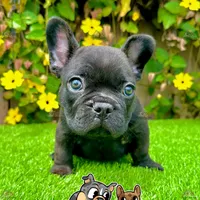 Duke (French Bulldog Puppy, a male French Bulldog for sale in San Diego, CA – Photo 4 of 4