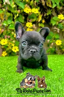 Duke (French Bulldog Puppy, a male French Bulldog for sale in San Diego, CA – Photo 4 of 4