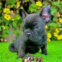 Duke (French Bulldog Puppy, a male French Bulldog for sale in San Diego, CA – Photo 1 of 4