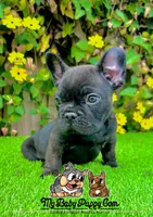 Duke (French Bulldog Puppy, a male French Bulldog for sale in San Diego, CA – Photo 1 of 4