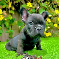 Duke (French Bulldog Puppy, a male French Bulldog for sale in San Diego, CA – Photo 2 of 4