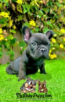 Duke (French Bulldog Puppy, a male French Bulldog for sale in San Diego, CA – Photo 2 of 4