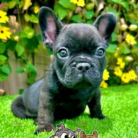 Duke (French Bulldog Puppy, a male French Bulldog for sale in San Diego, CA – Photo 3 of 4