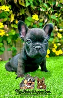 Duke (French Bulldog Puppy, a male French Bulldog for sale in San Diego, CA – Photo 3 of 4