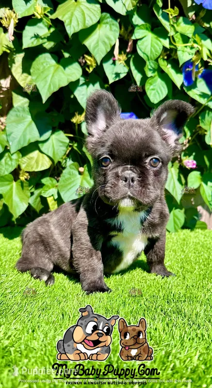 Bella (Fluffy Frenchie)