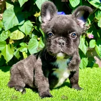 Bella (Fluffy Frenchie), a female French Bulldog for sale in San Diego, CA – Photo 1 of 4