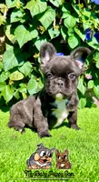 Bella (Fluffy Frenchie), a female French Bulldog for sale in San Diego, CA – Photo 1 of 4
