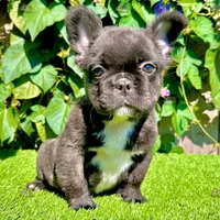 Bella (Fluffy Frenchie), a female French Bulldog for sale in San Diego, CA – Photo 3 of 4
