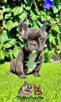Bella (Fluffy Frenchie), a female French Bulldog for sale in San Diego, CA – Photo 3 of 4