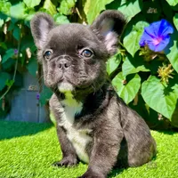 Bella (Fluffy Frenchie), a female French Bulldog for sale in San Diego, CA – Photo 4 of 4
