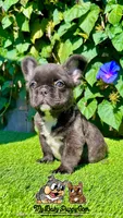Bella (Fluffy Frenchie), a female French Bulldog for sale in San Diego, CA – Photo 4 of 4