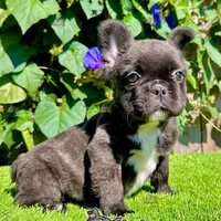 Bella (Fluffy Frenchie), a female French Bulldog for sale in San Diego, CA – Photo 2 of 4