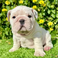 Pearl (English Bulldog), a female English Bulldog for sale in San Diego, CA – Photo 3 of 4
