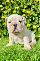 Pearl (English Bulldog), a female English Bulldog for sale in San Diego, CA – Photo 3 of 4