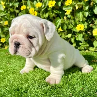 Pearl (English Bulldog), a female English Bulldog for sale in San Diego, CA – Photo 4 of 4
