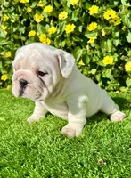 Pearl (English Bulldog), a female English Bulldog for sale in San Diego, CA – Photo 4 of 4