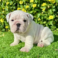 Pearl (English Bulldog), a female English Bulldog for sale in San Diego, CA – Photo 1 of 4