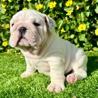 Pearl (English Bulldog), a female English Bulldog for sale in San Diego, CA – Photo 2 of 4