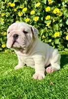 Pearl (English Bulldog), a female English Bulldog for sale in San Diego, CA – Photo 2 of 4