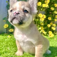 Stewart (Fawn Fluffy), a male French Bulldog for sale in San Diego, CA – Photo 3 of 4