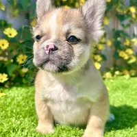 Stewart (Fawn Fluffy), a male French Bulldog for sale in San Diego, CA – Photo 4 of 4