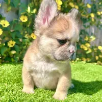 Stewart (Fawn Fluffy), a male French Bulldog for sale in San Diego, CA – Photo 2 of 4