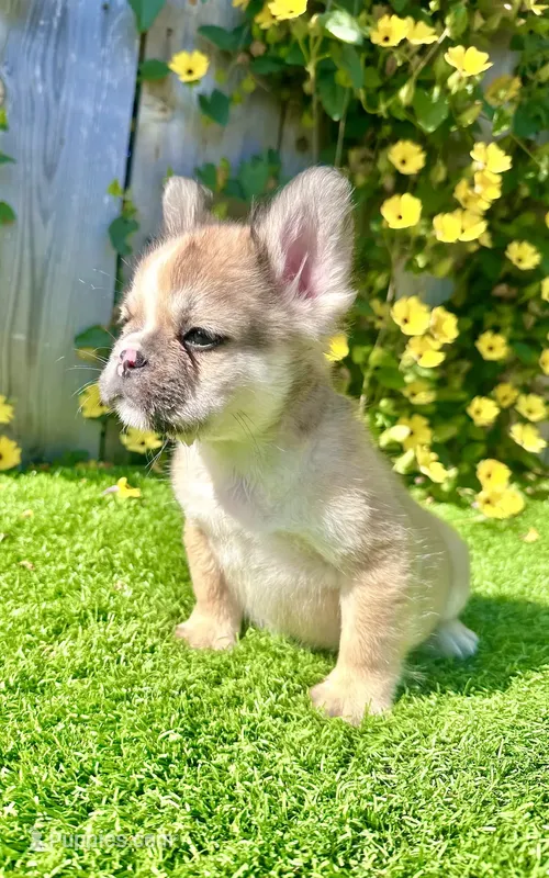 Stewart (Fawn Fluffy)