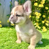 Stewart (Fawn Fluffy), a male French Bulldog for sale in San Diego, CA – Photo 1 of 4