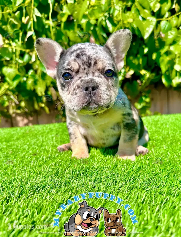 Sky (Merle French Bulldog)