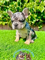 Sky (Merle French Bulldog), a female French Bulldog for sale in San Diego, CA – Photo 2 of 4