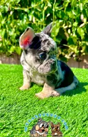 Sky (Merle French Bulldog), a female French Bulldog for sale in San Diego, CA – Photo 4 of 4