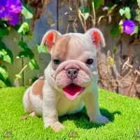 Lulu (English Bulldog), a female English Bulldog for sale in San Diego, CA – Photo 3 of 4