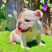 Lulu (English Bulldog), a female English Bulldog for sale in San Diego, CA – Photo 2 of 4