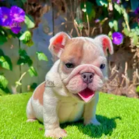 Lulu (English Bulldog), a female English Bulldog for sale in San Diego, CA – Photo 4 of 4