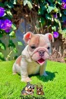 processed/aa7e8f30-e54e-49af-bb7f-98edaedc453f/listing/e2089242-d17c-4097-8288-04bc8e345250/8adbcec8-4e66-438e-8c9f-d7460f02f882